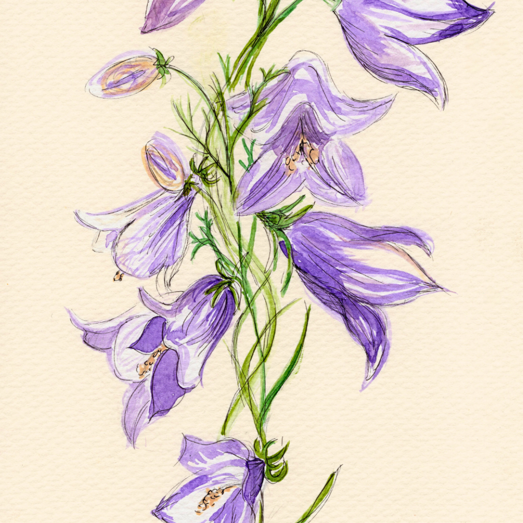 Watercolor Print Wildflower