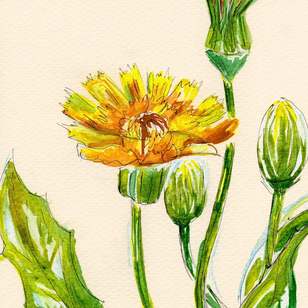 Watercolor Print Wildflower