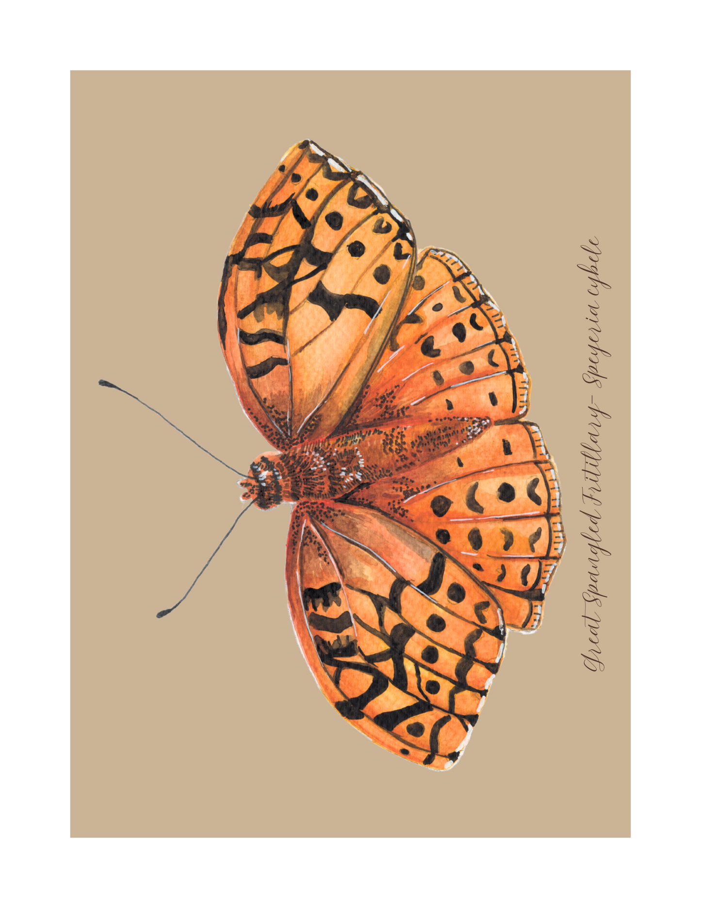 Great Spangled fritillary butterfly print
