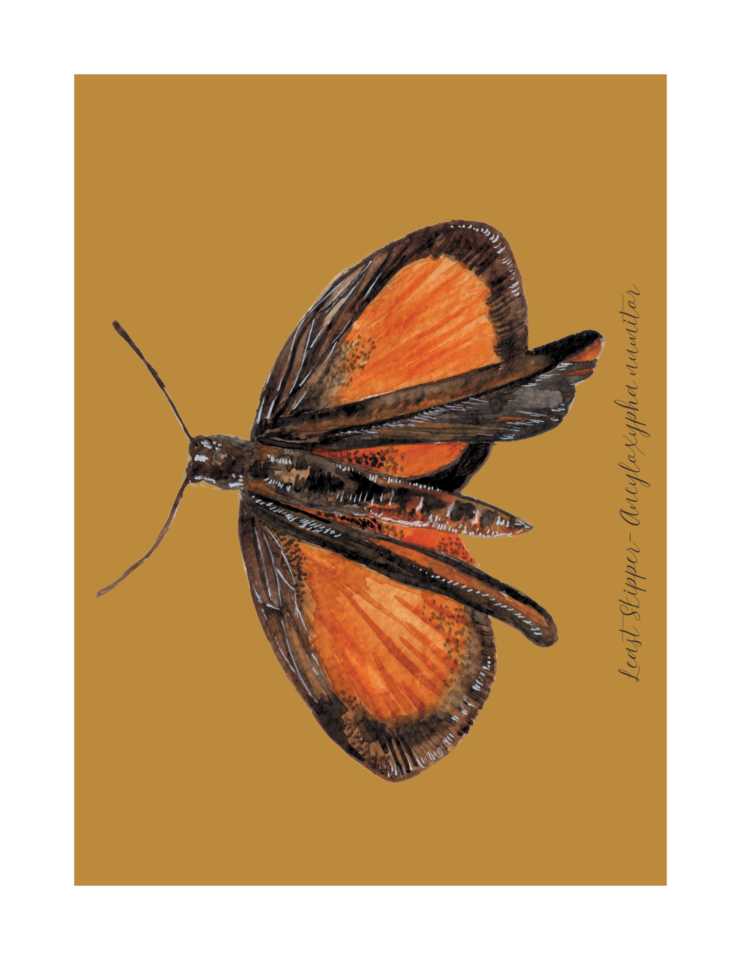 Least Skipper butterfly print
