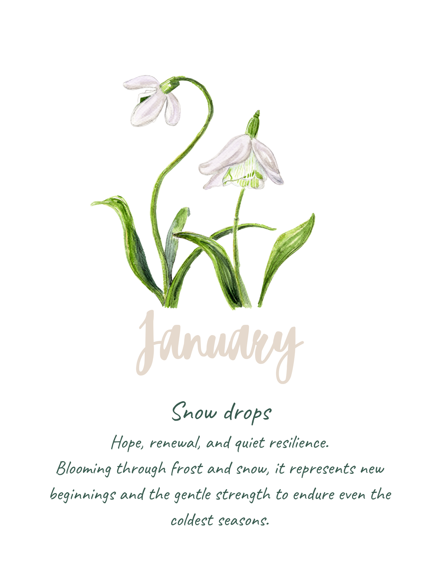 Birth flower meaning prints