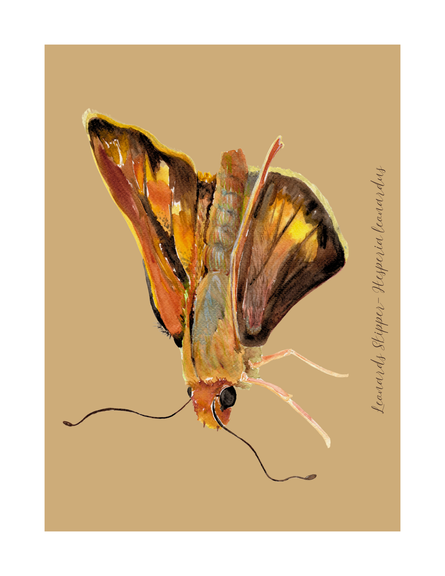 Leonards Skipper butterfly print