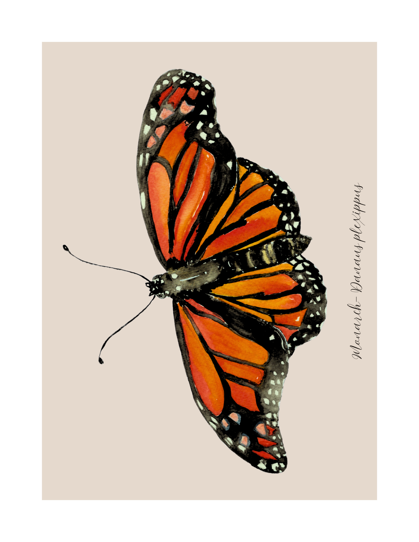 Monarch butterfly print