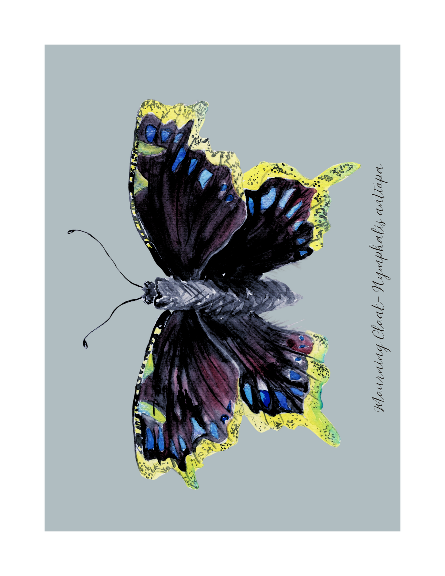 Mourning Cloak butterfly print