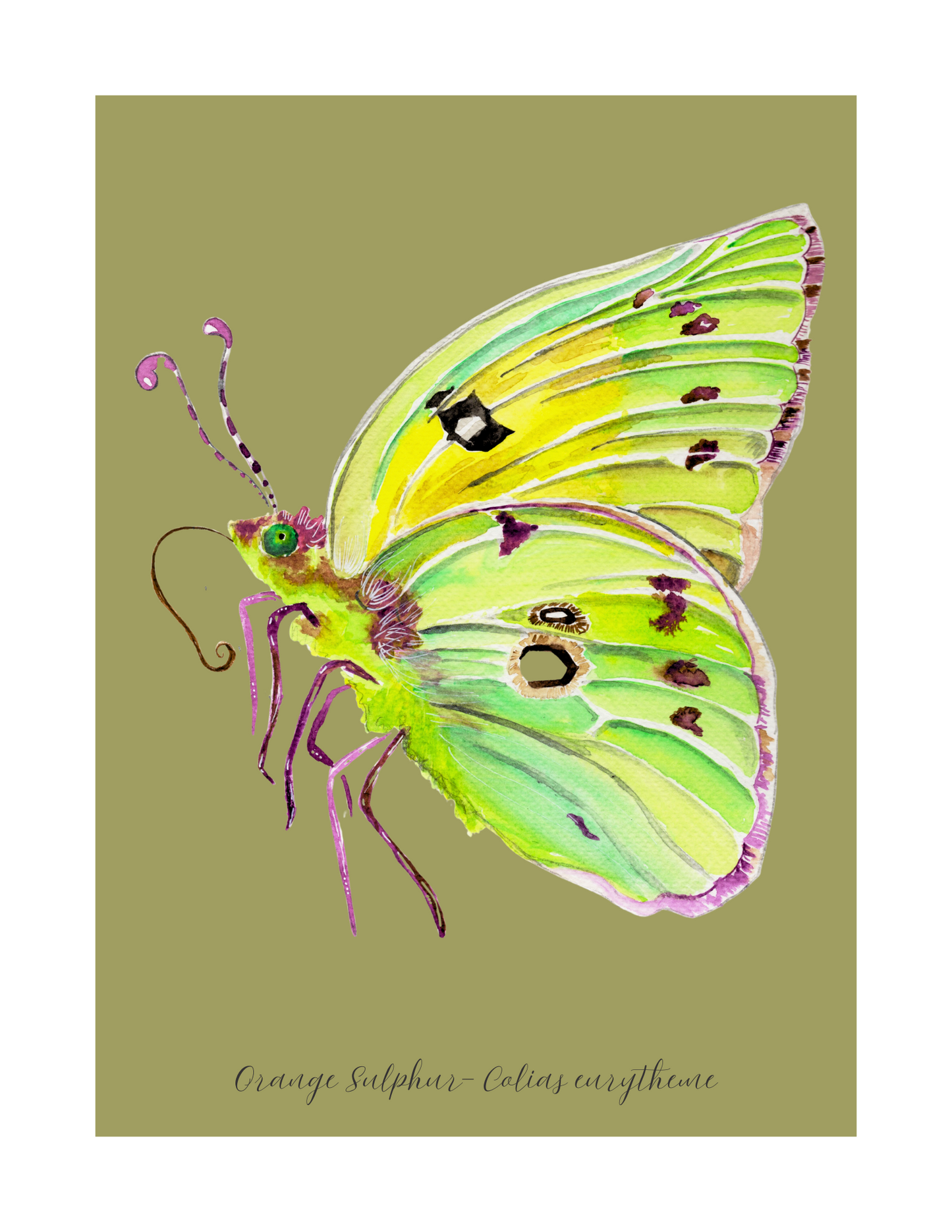 Orange Sulfur butterfly print