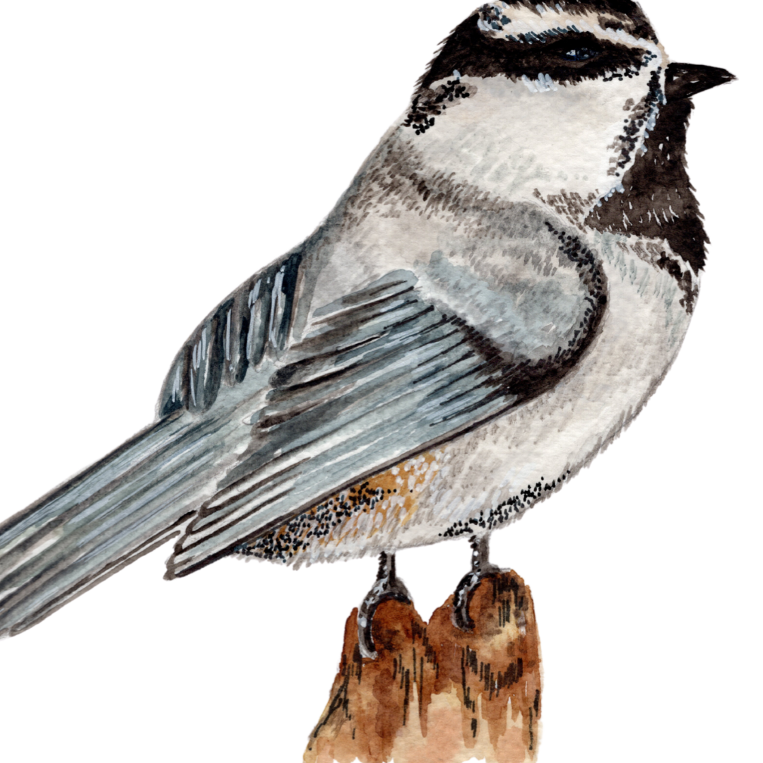 Chickadee Christmas Print