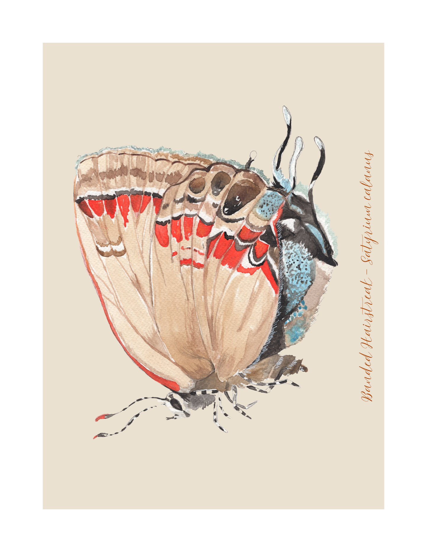 Banded Hairstreak butterfly print