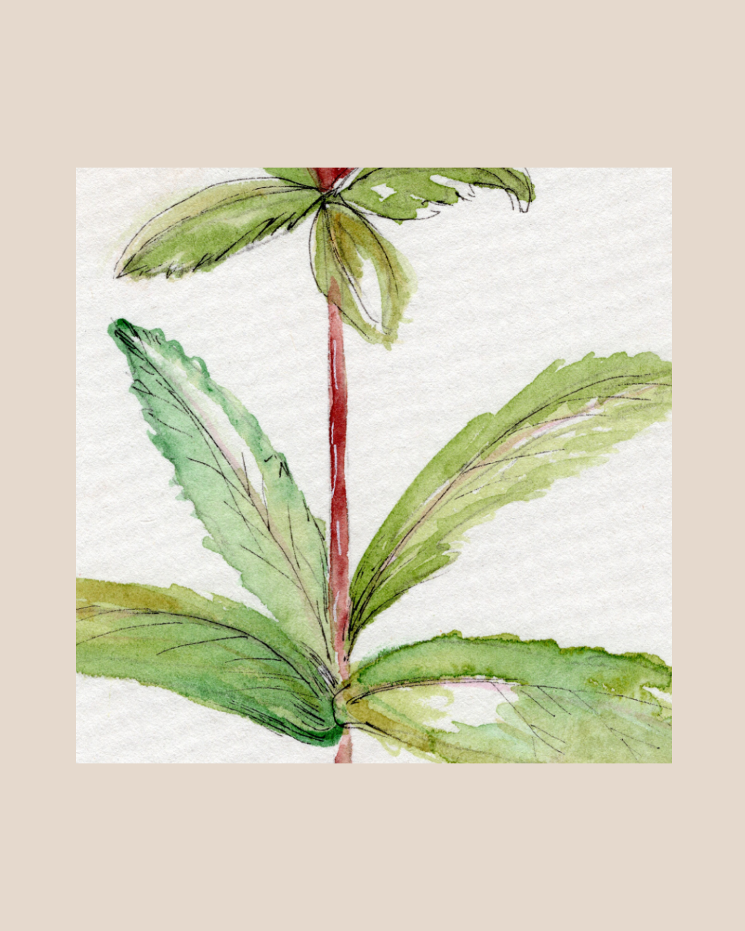 Watercolor Print Wildflower