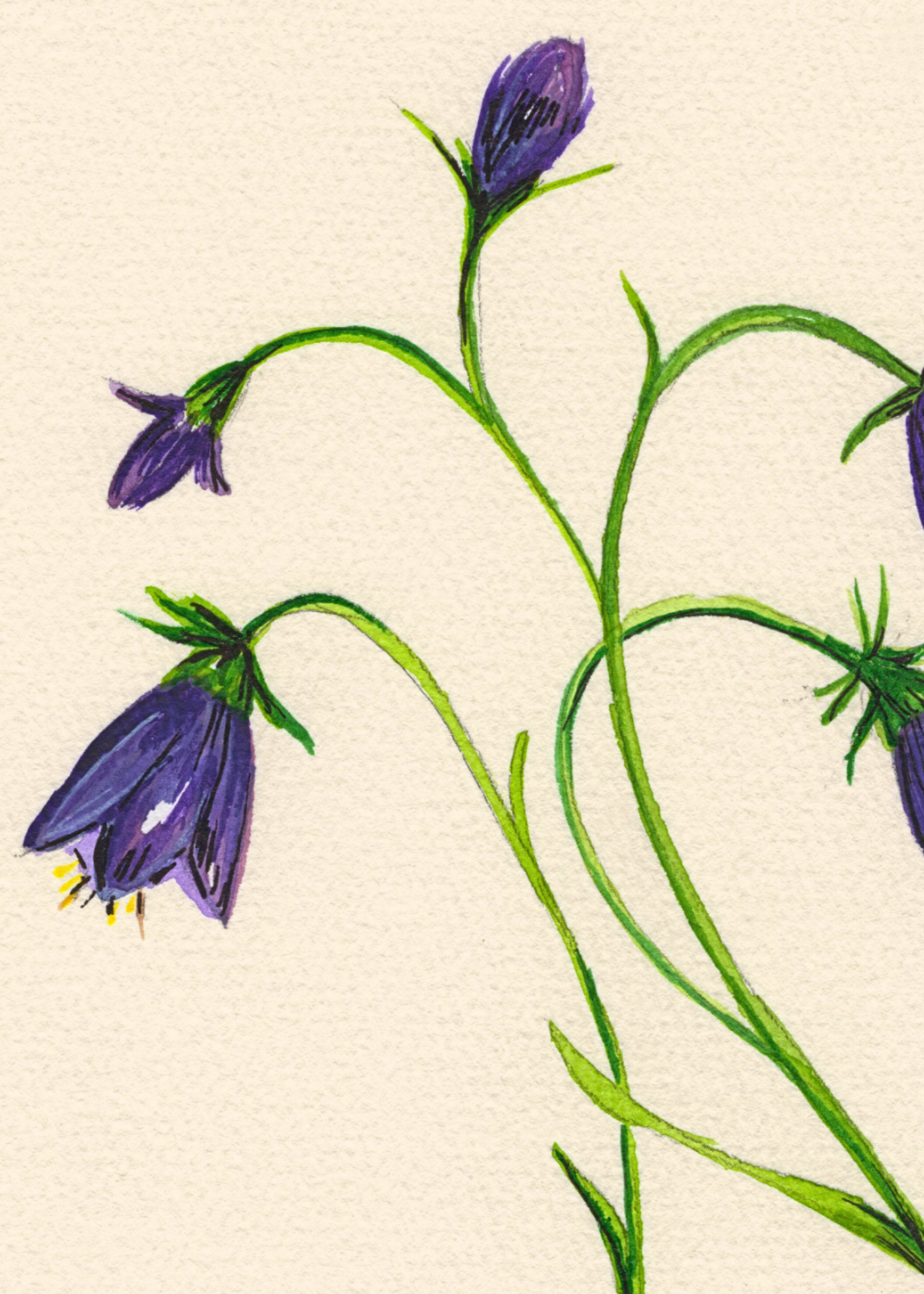 Watercolor Print Wildflower