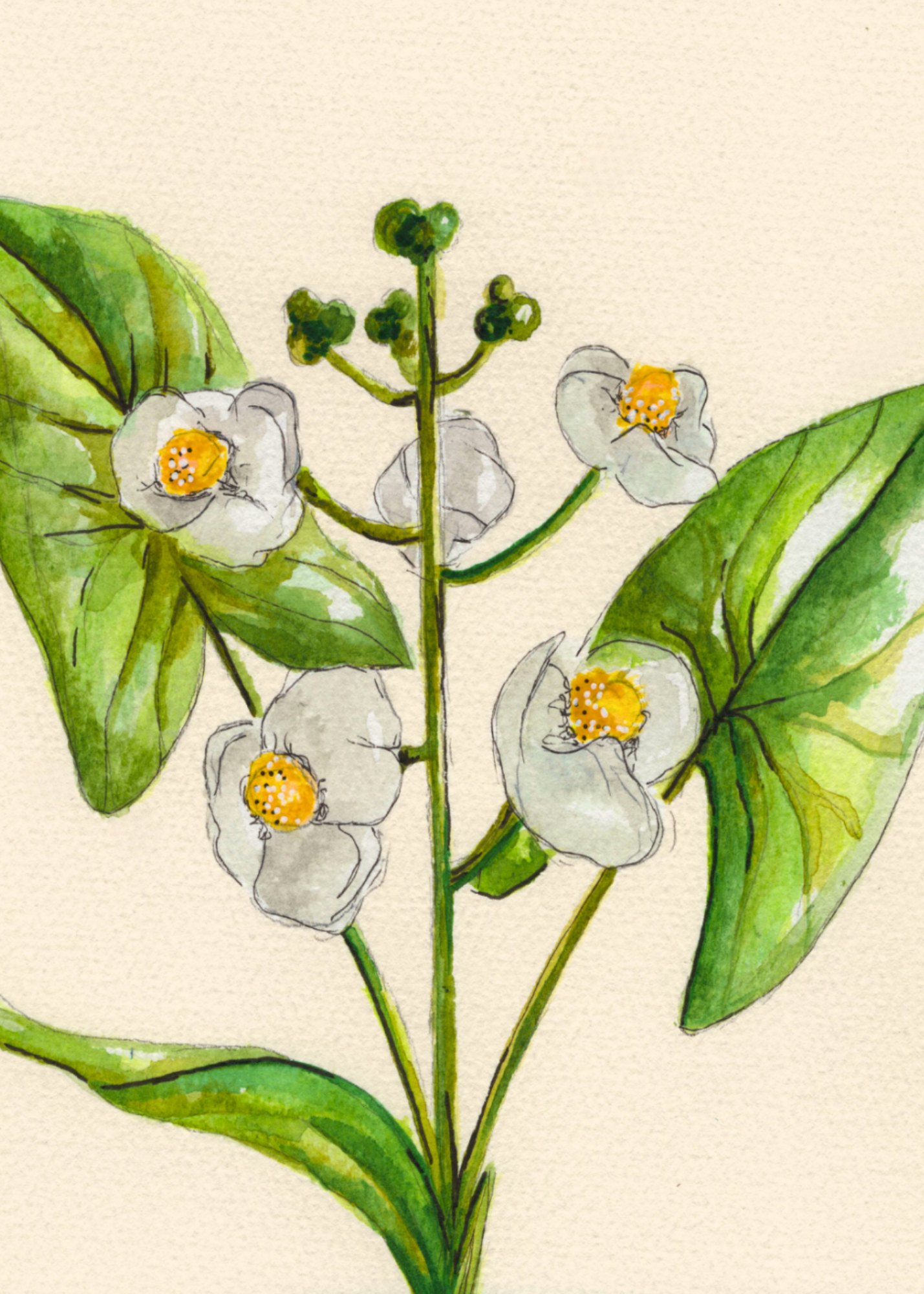 Watercolor Print Wildflower