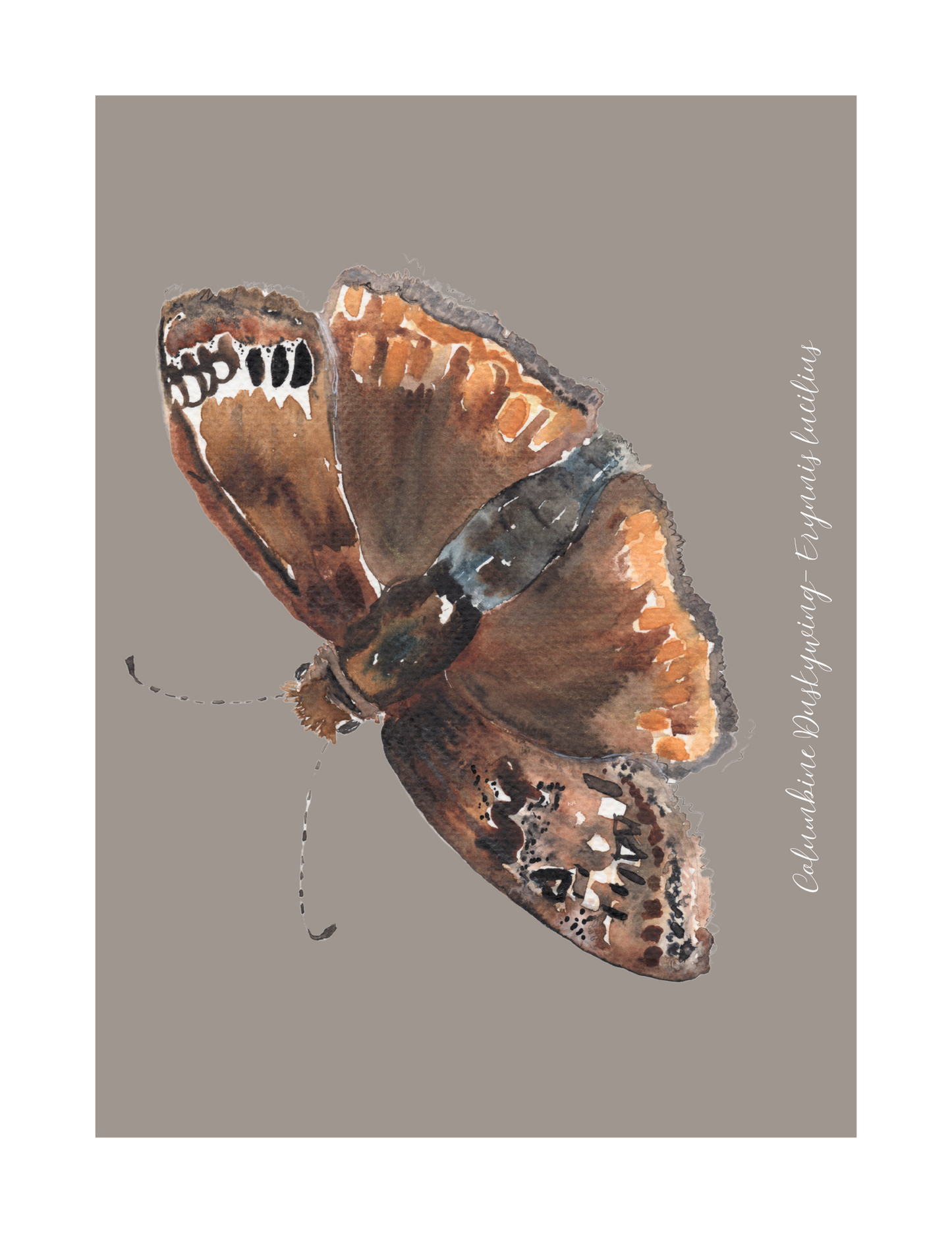 Columbine Duskywing butterfly print