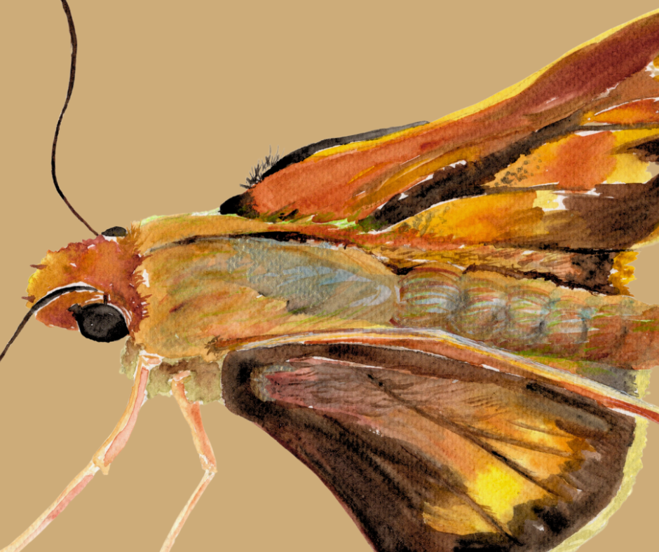 Leonards Skipper butterfly print