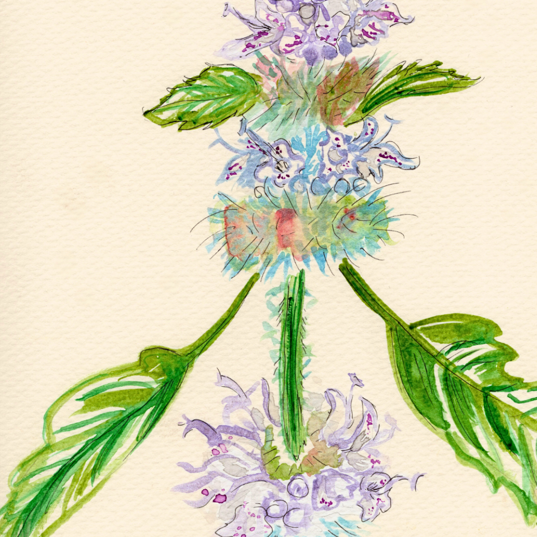 Watercolor Print Wildflower