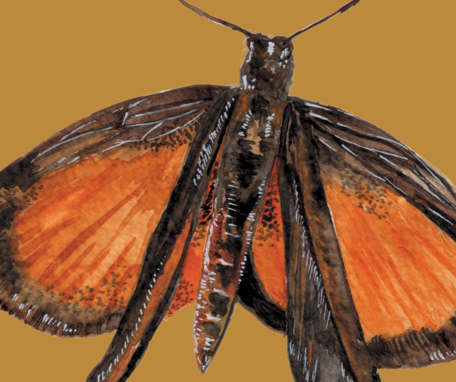 Least Skipper butterfly print