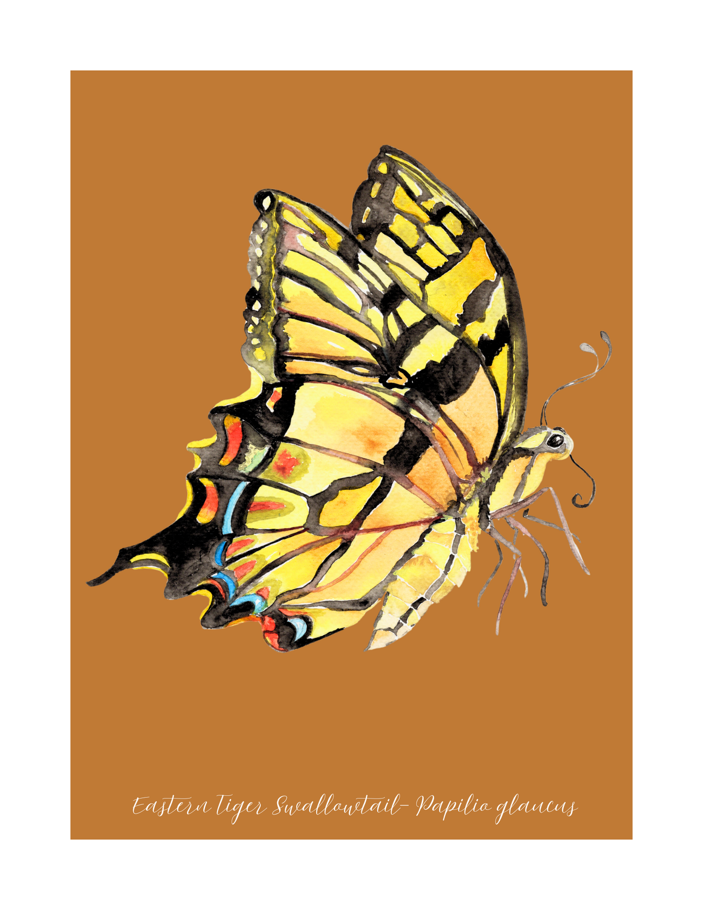 Eastern Tiger swallowtail butterfly print