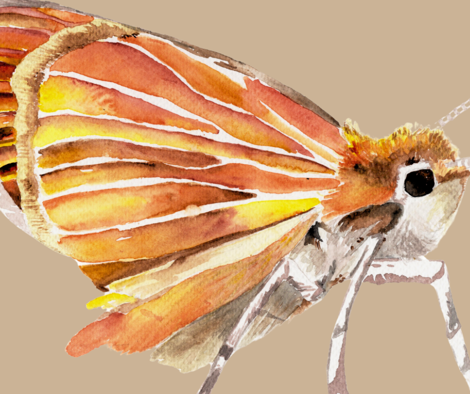 Least Skipper butterfly print