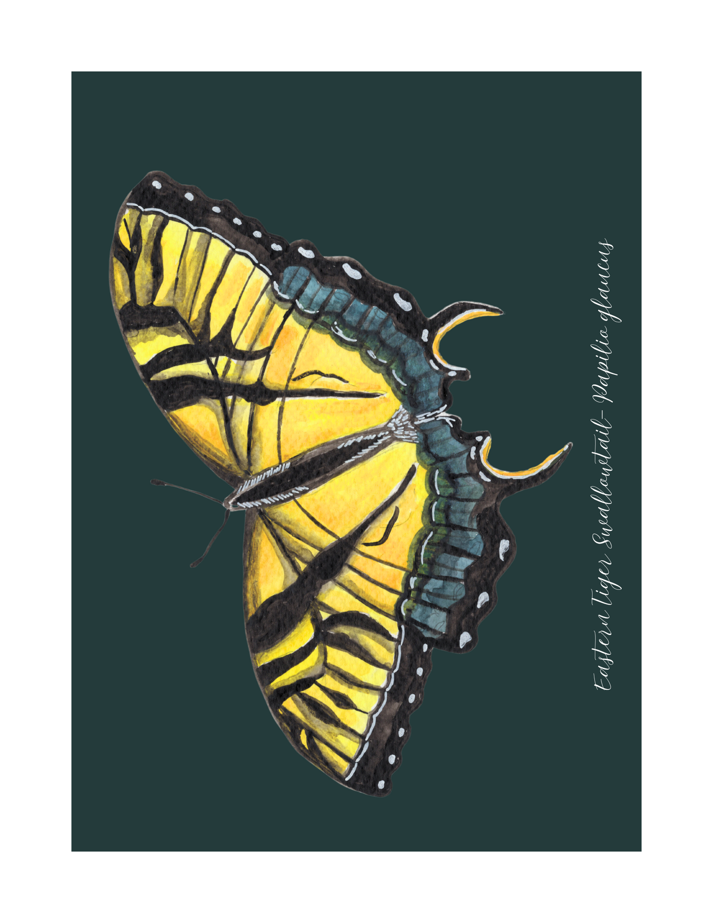 Eastern Tiger swallowtail butterfly print