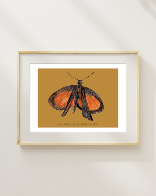 Least Skipper butterfly print