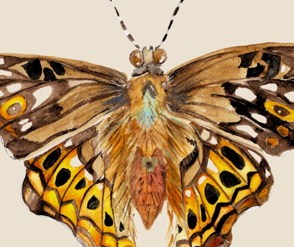 Hackberry Emperor butterfly print