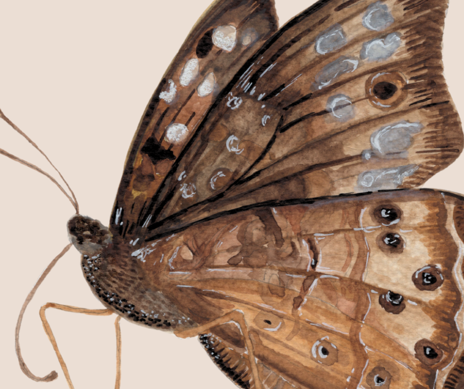 Hackberry Emperor butterfly print