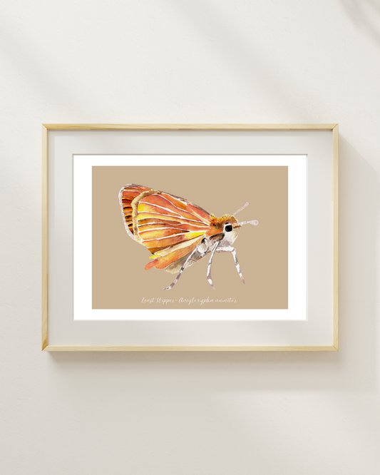 Least Skipper butterfly print