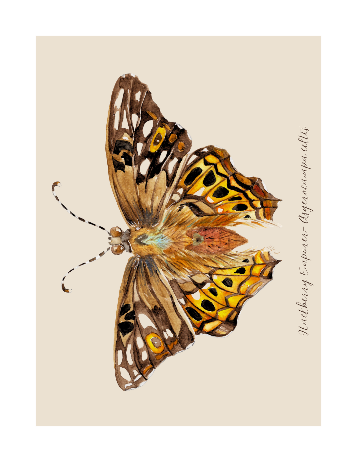 Hackberry Emperor butterfly print
