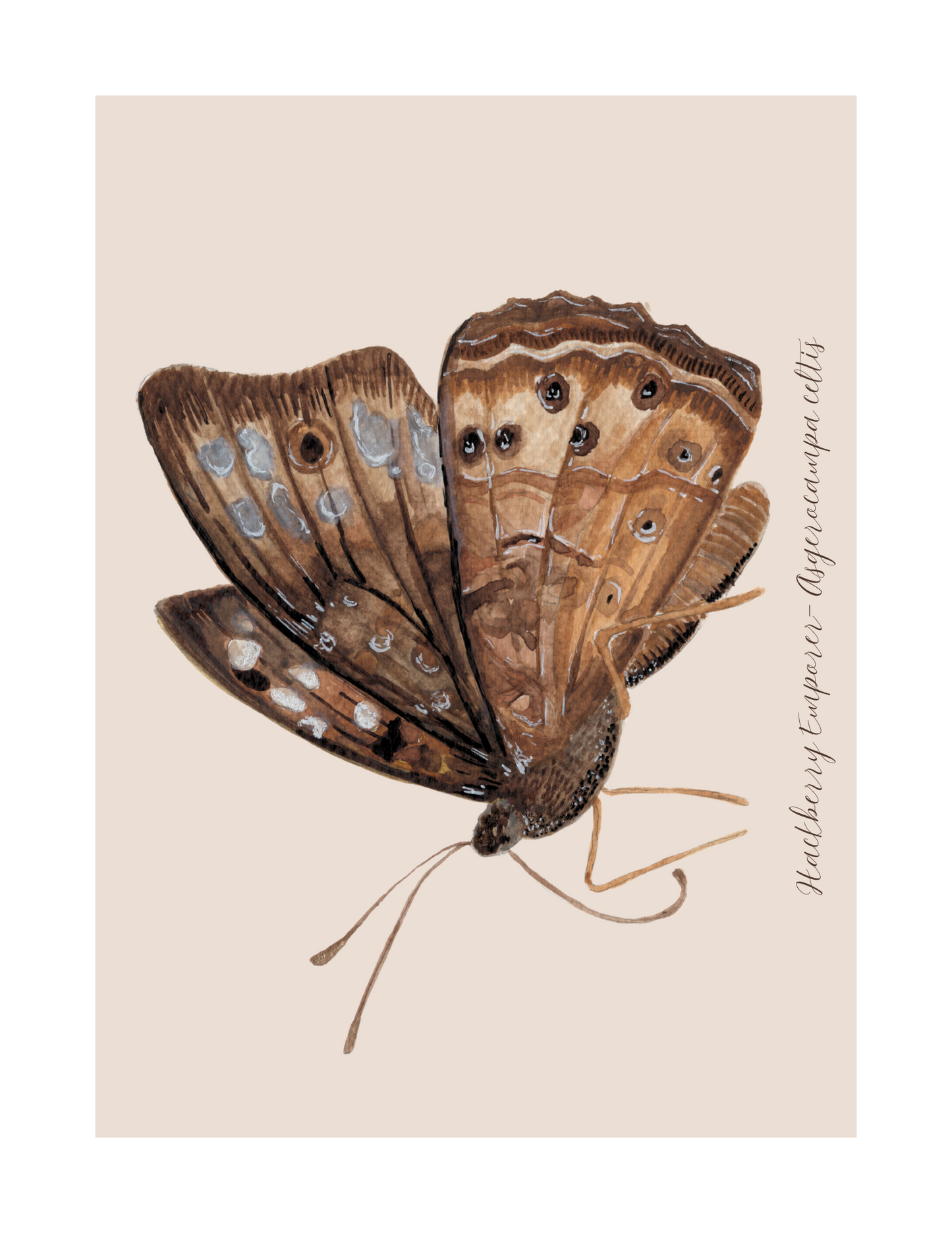 Hackberry Emperor butterfly print