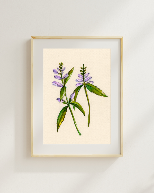 Watercolor Print Wildflower