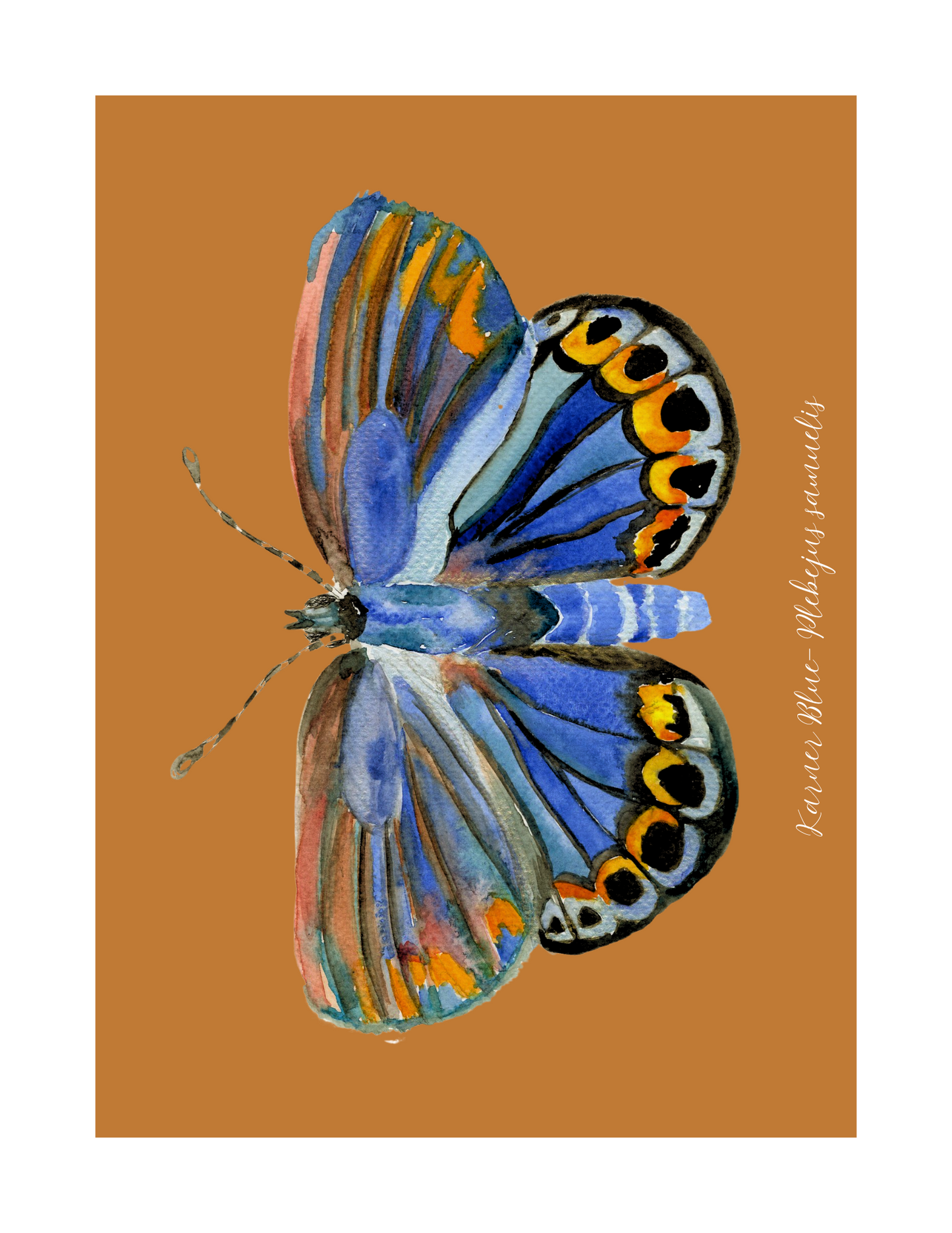 Karner Blue butterfly print