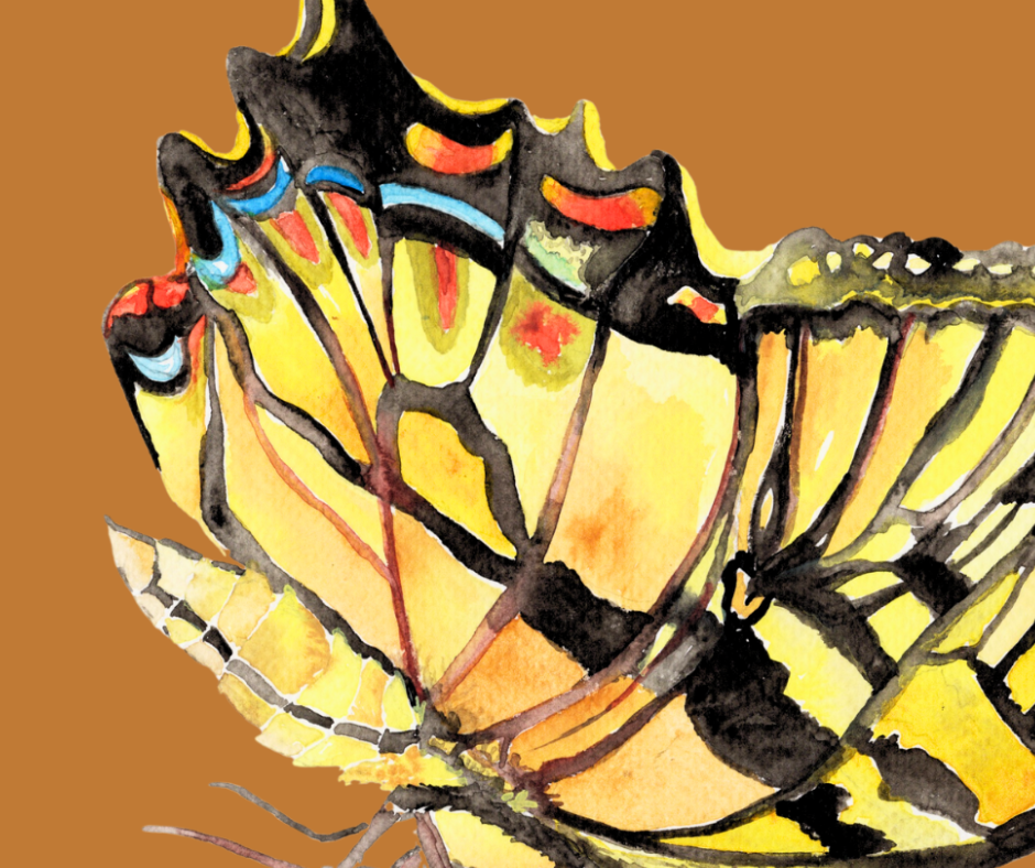 Eastern Tiger swallowtail butterfly print