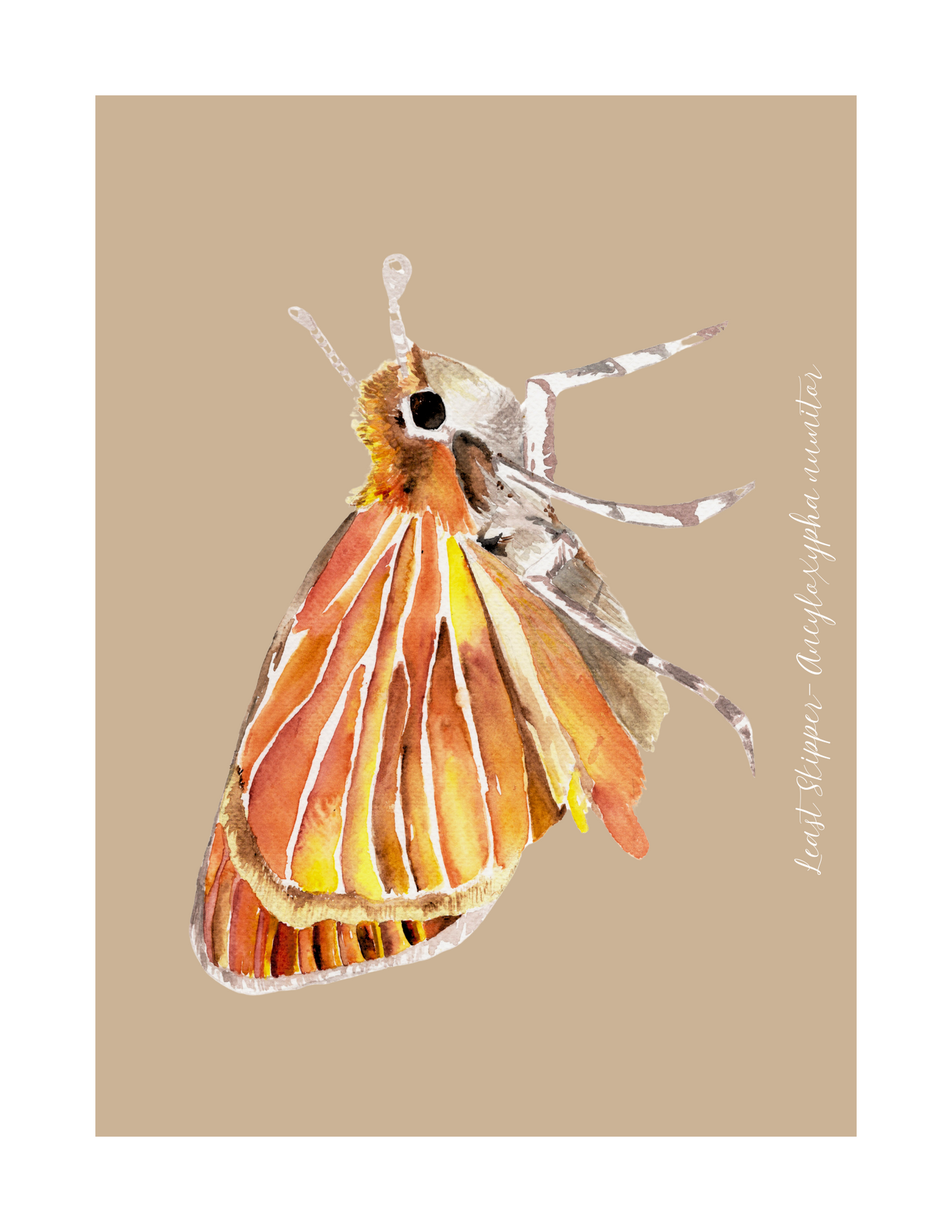 Least Skipper butterfly print