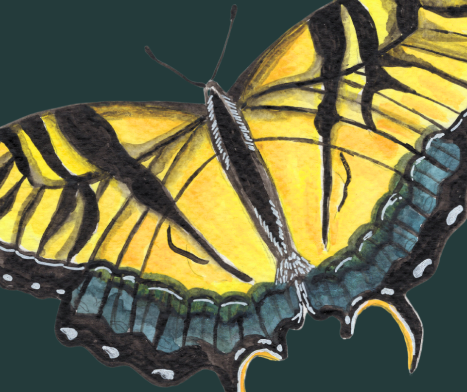 Eastern Tiger swallowtail butterfly print