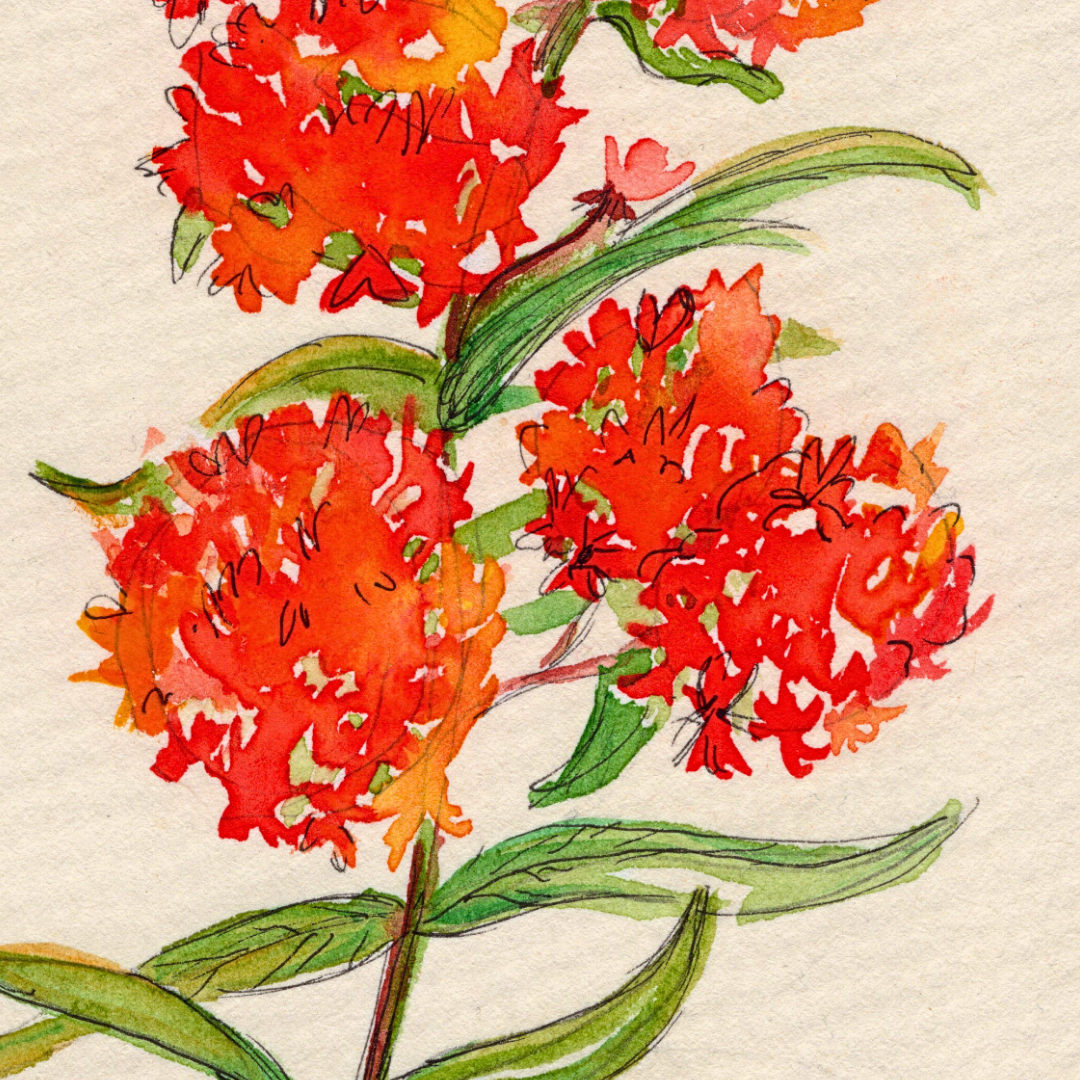 Watercolor Print Wildflower