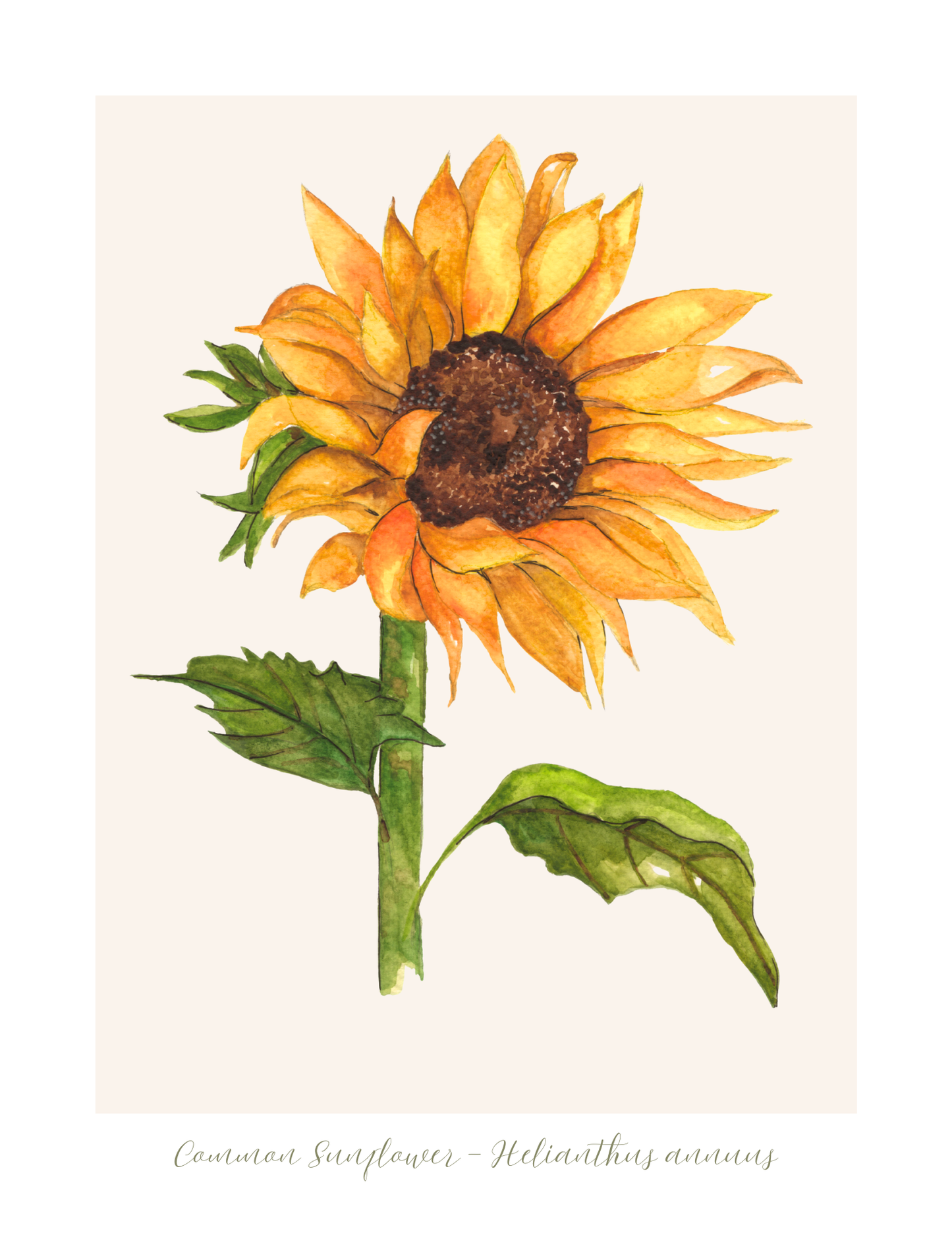 Sunflower Botanical Print