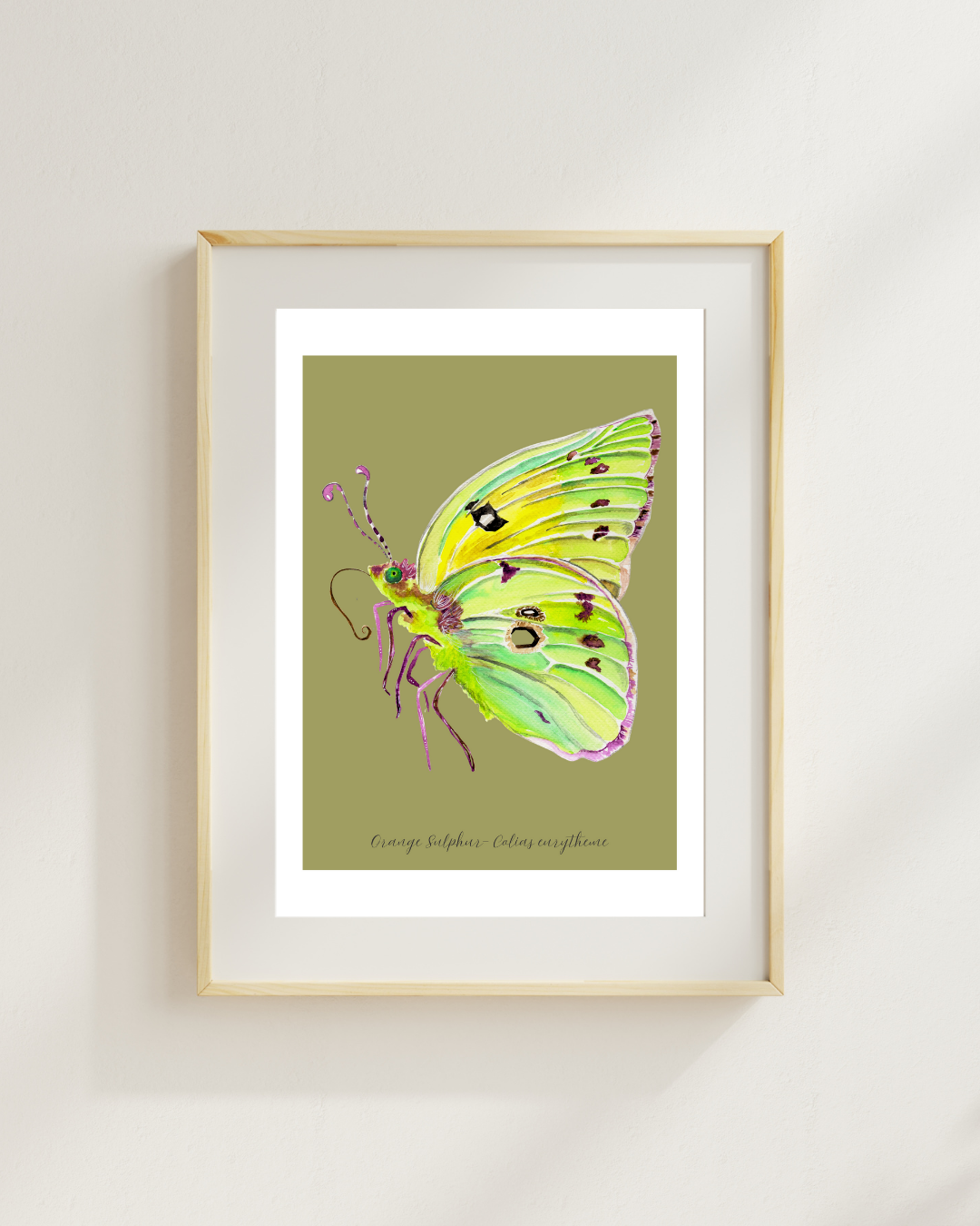 Orange Sulfur butterfly print