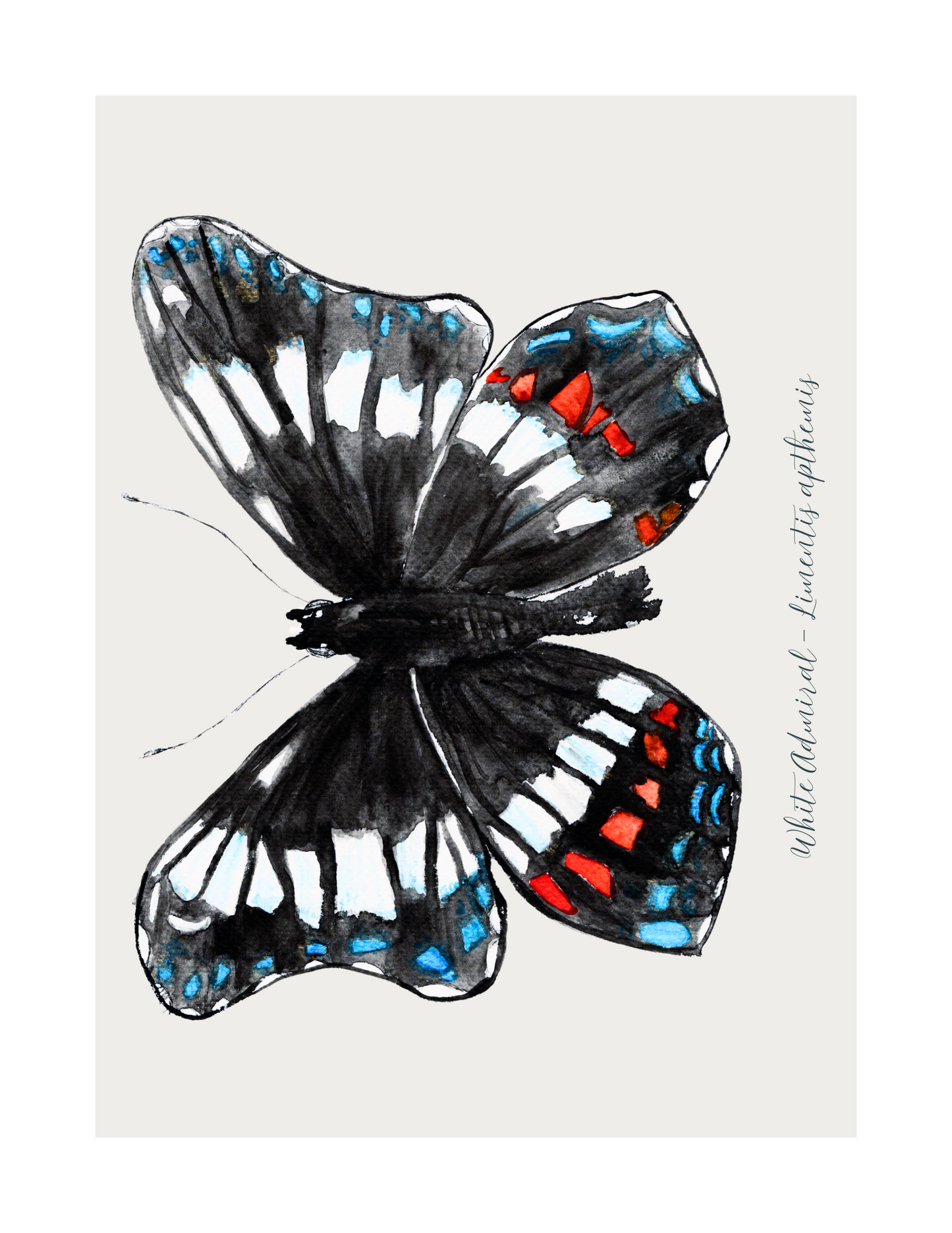 White Admiral butterfly print