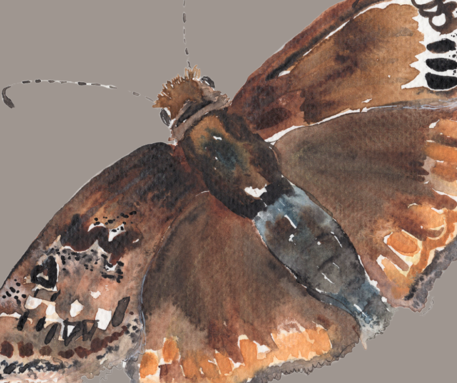 Columbine Duskywing butterfly print