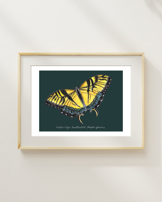 Eastern Tiger swallowtail butterfly print