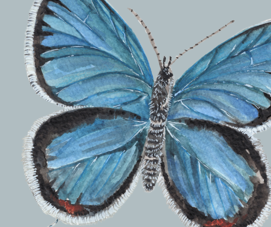 Eastern Tailed blue butterfly print
