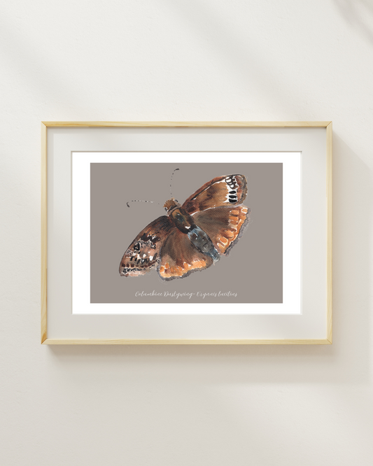 Columbine Duskywing butterfly print