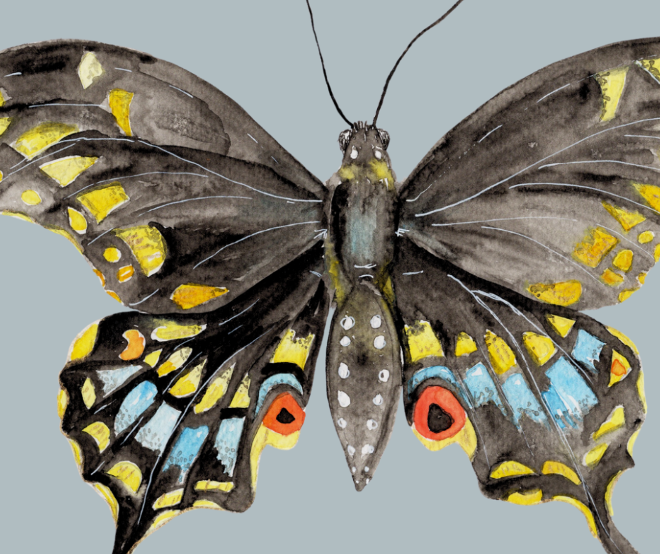 Black Swallowtail butterfly print