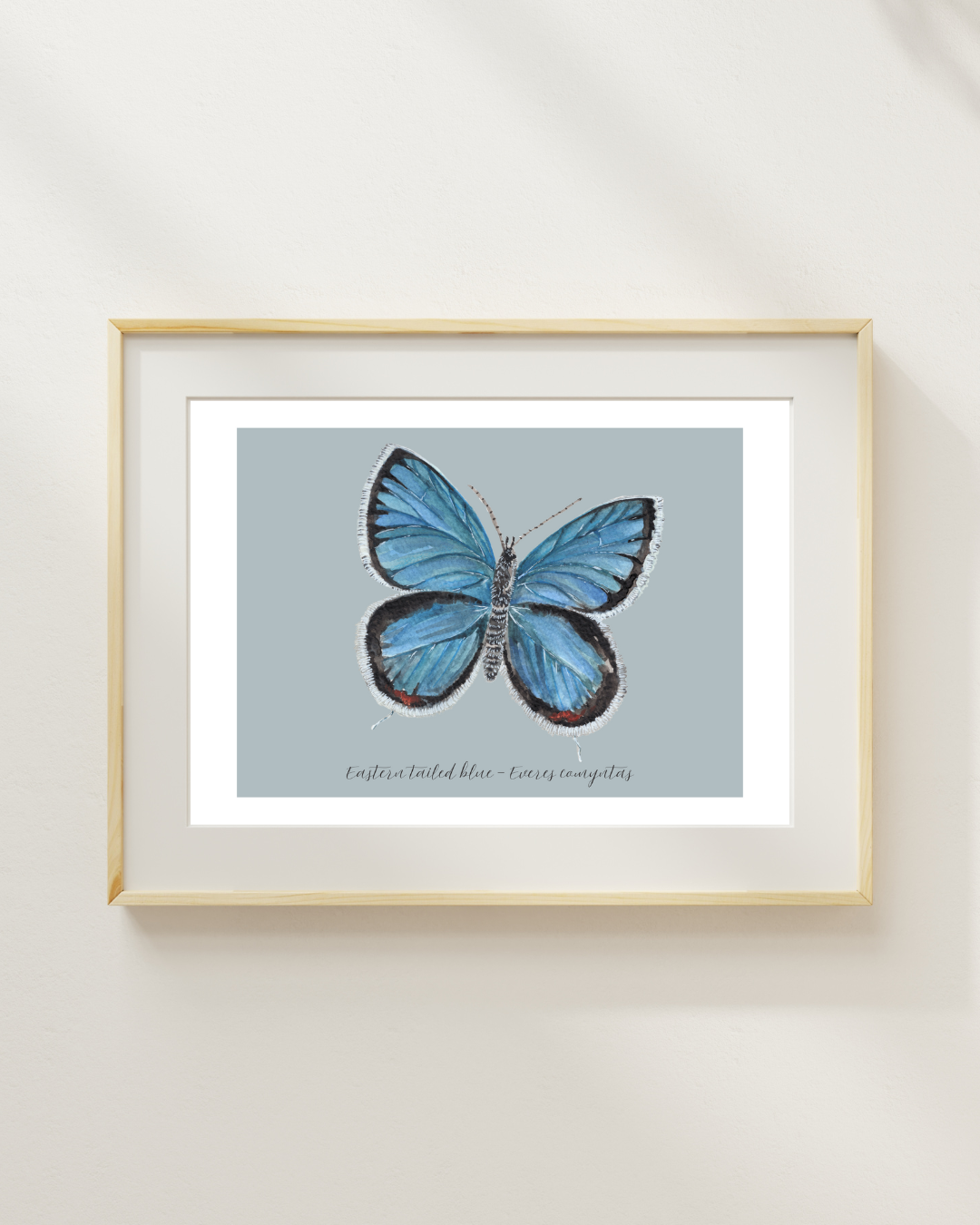 Eastern Tailed blue butterfly print