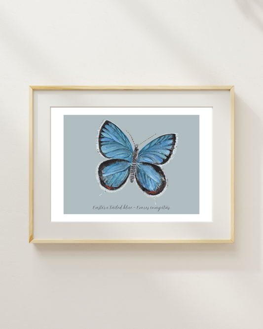 Eastern Tailed blue butterfly print