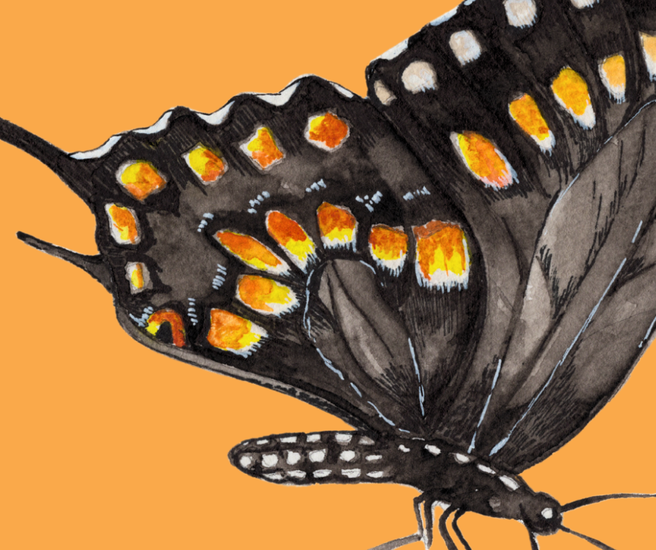 Black Swallowtail butterfly print