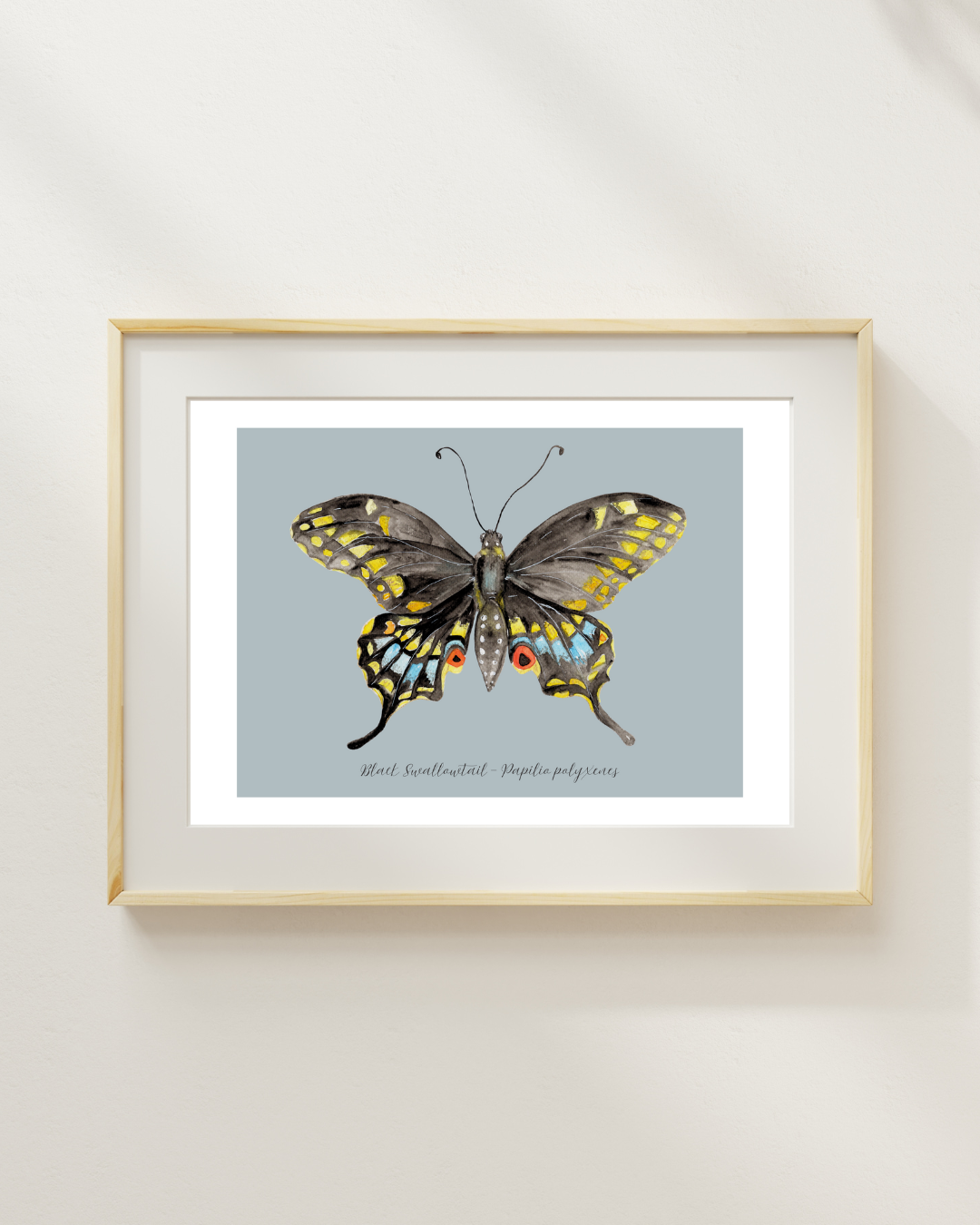Black Swallowtail butterfly print