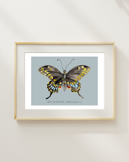 Black Swallowtail butterfly print