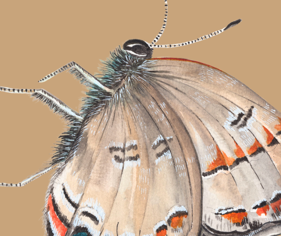 Banded Hairstreak butterfly print