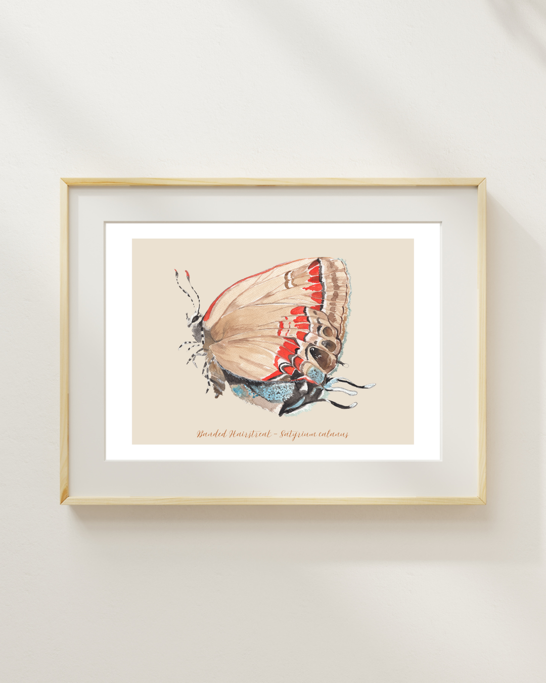 Banded Hairstreak butterfly print