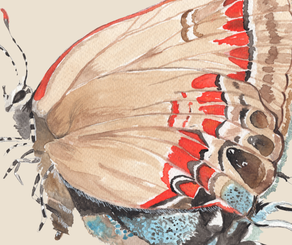 Banded Hairstreak butterfly print