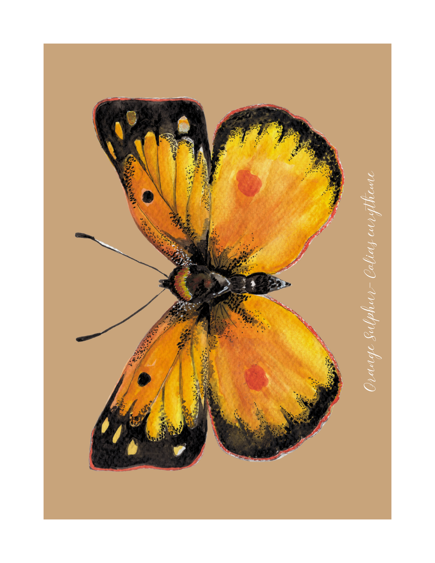 Orange Sulfur butterfly print